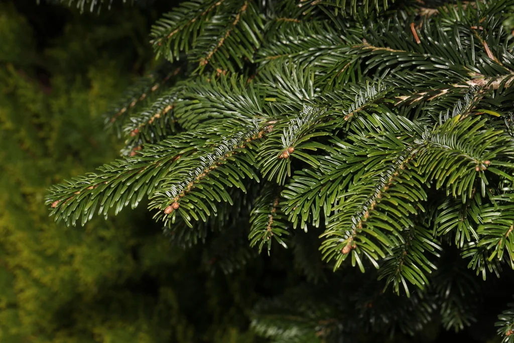 Abies Nordmanniana