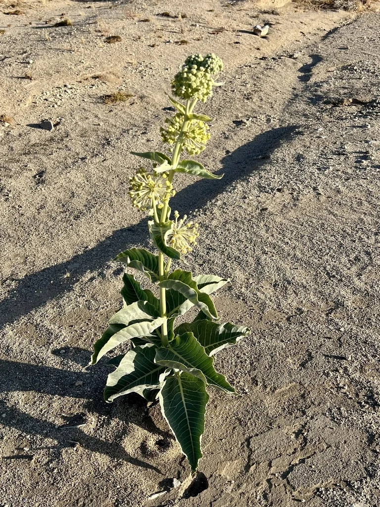 Asclepias Erosa