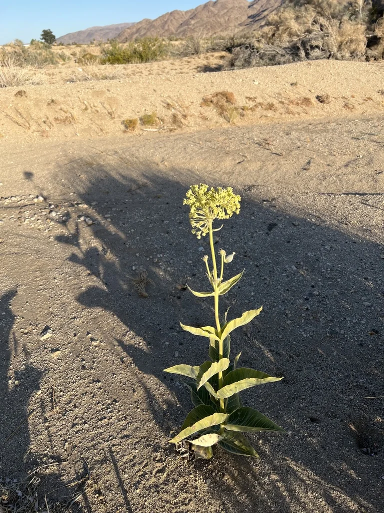 Asclepias Erosa