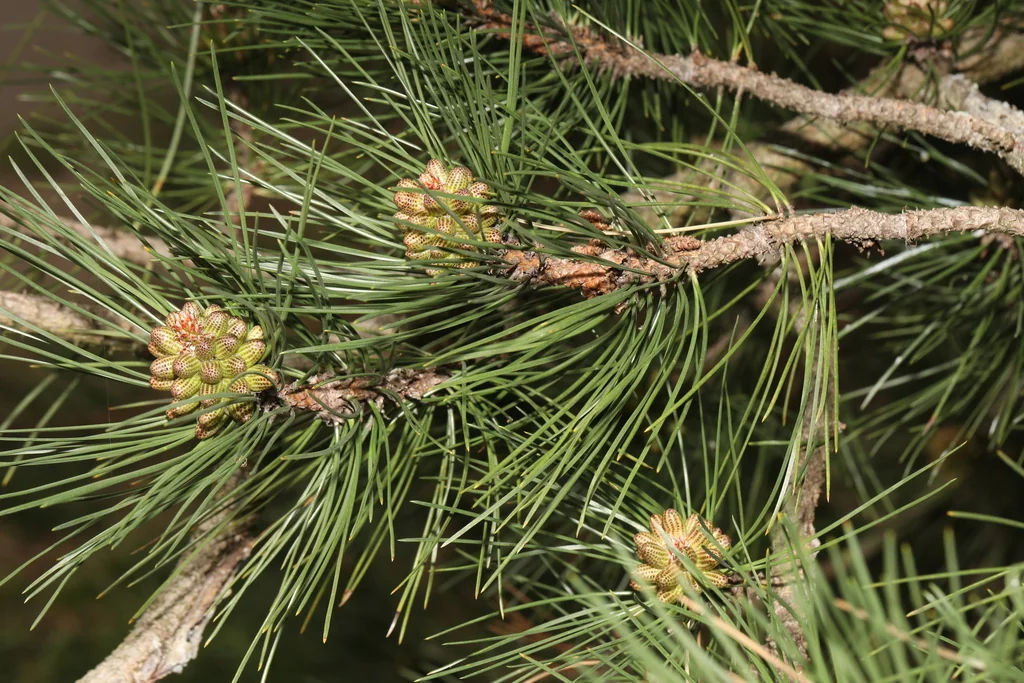 Pinus nigra