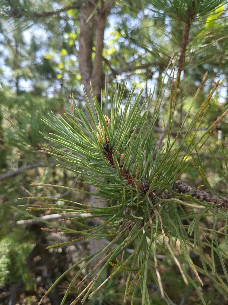 Pinus nigra