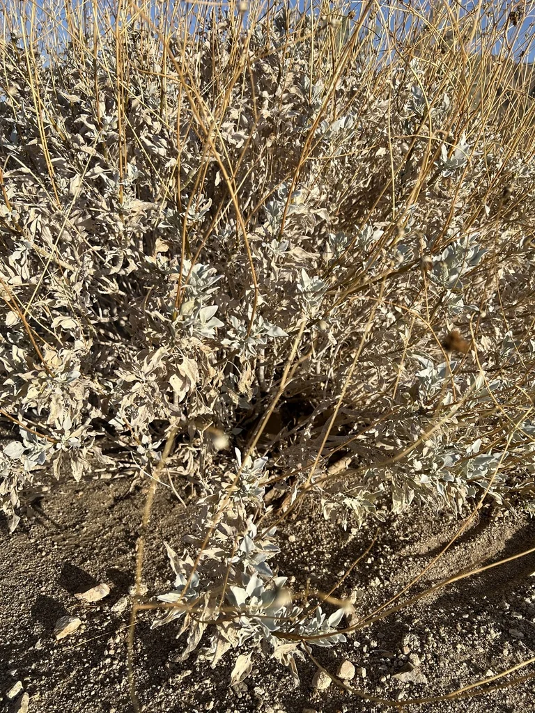 Encelia Farinosa