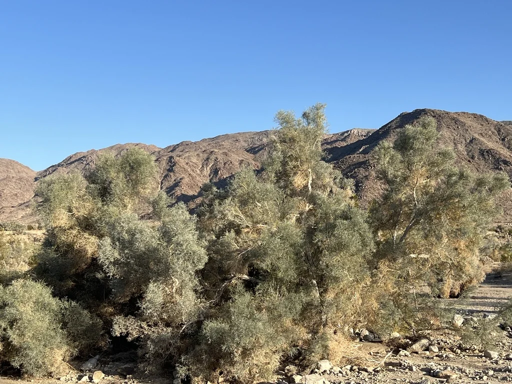 Psorothamnus Spinosus