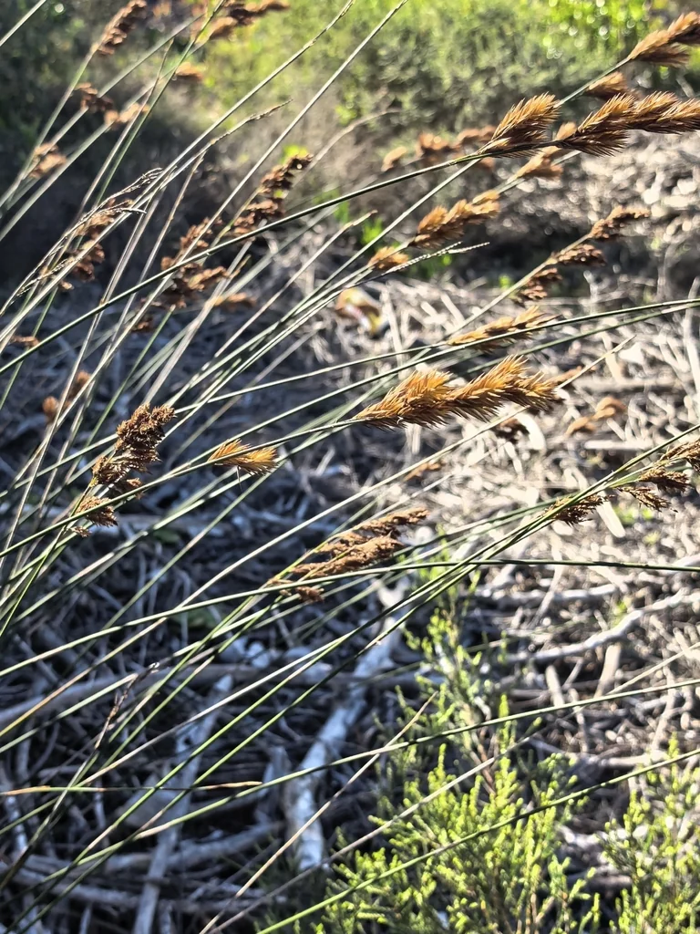 Thamnochortus Insignis