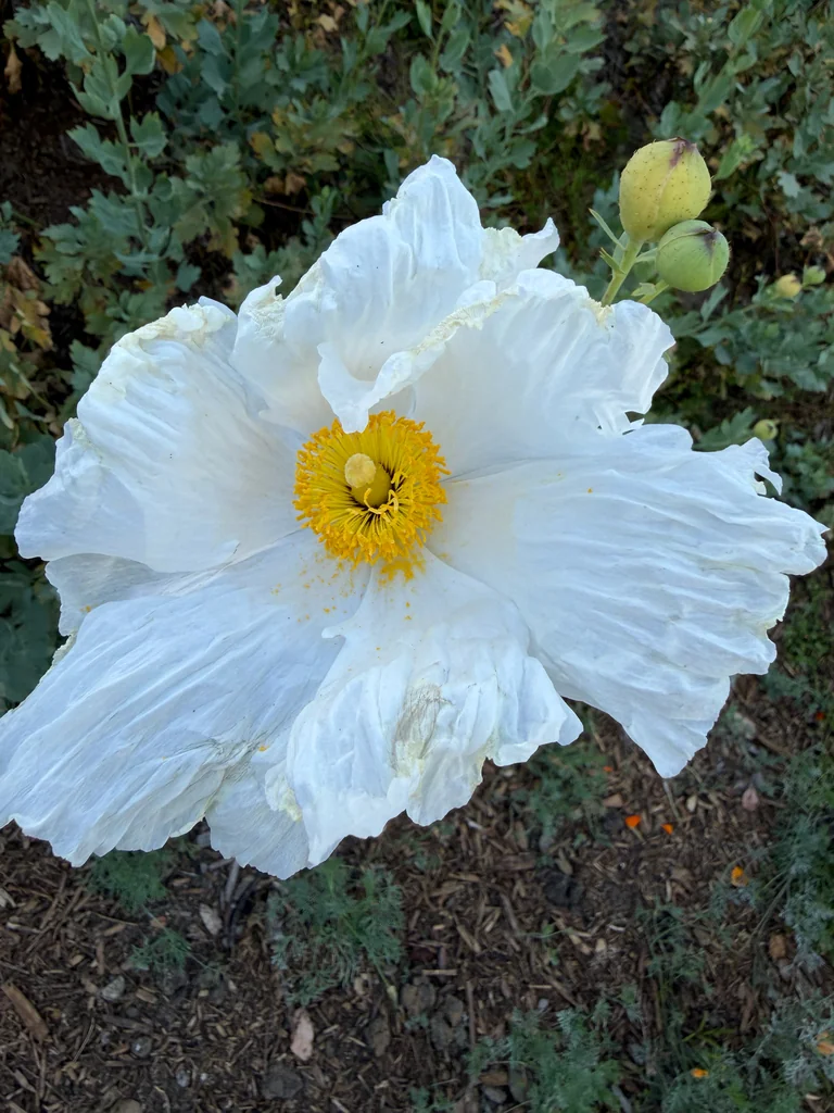 Romneya Coulteri