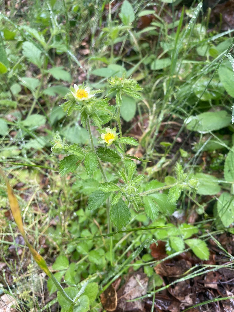 Potentilla Glandulosa