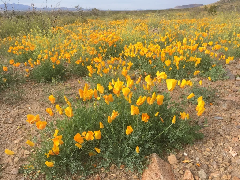 Eschscholzia Mexicana