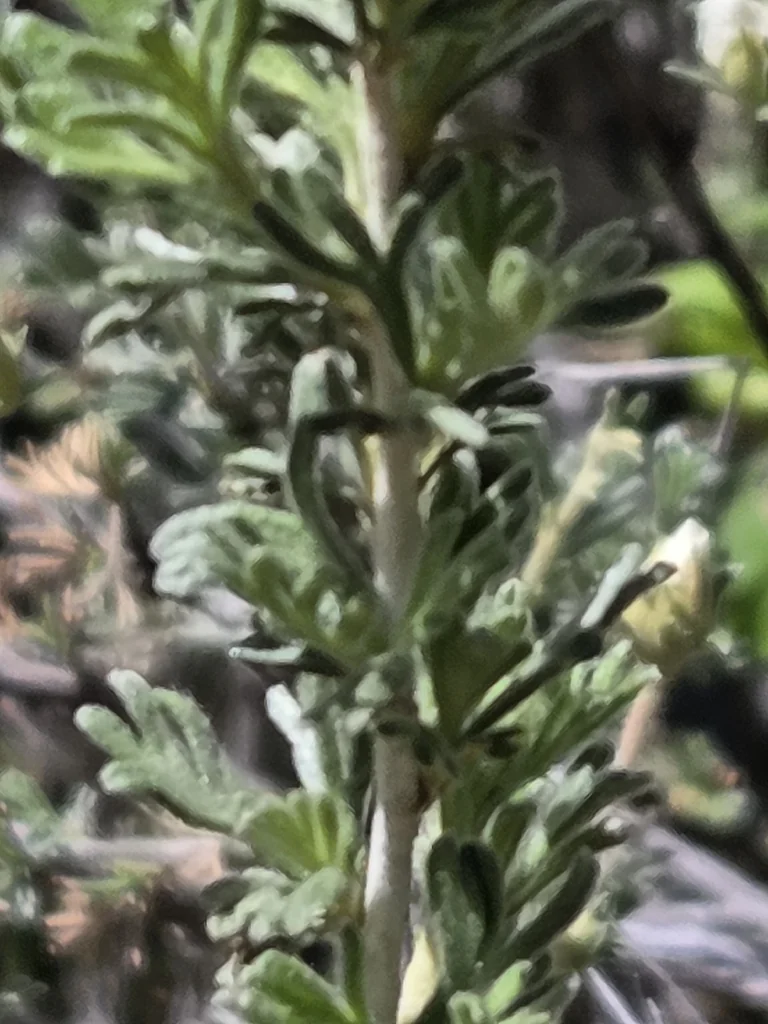 Fallugia Paradoxa