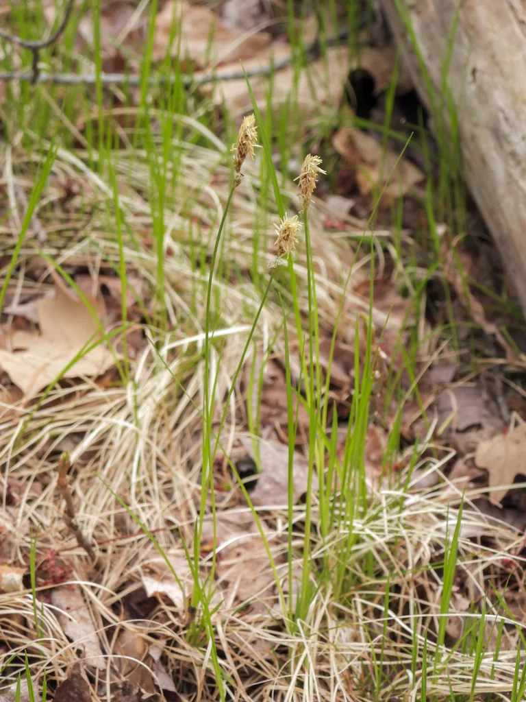 Carex Pensylvanica