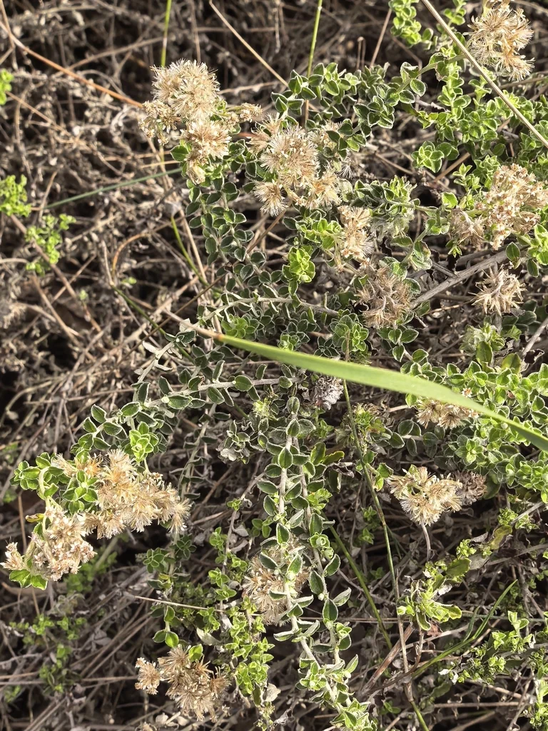 Plecostachys Serpyllifolia