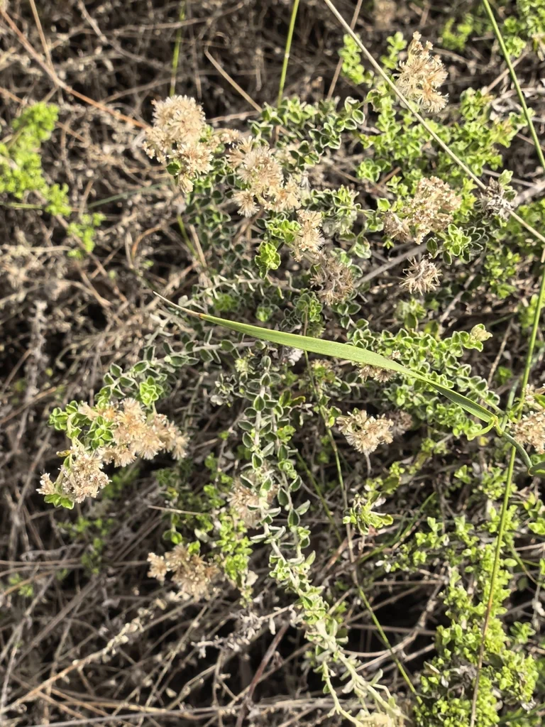 Plecostachys Serpyllifolia