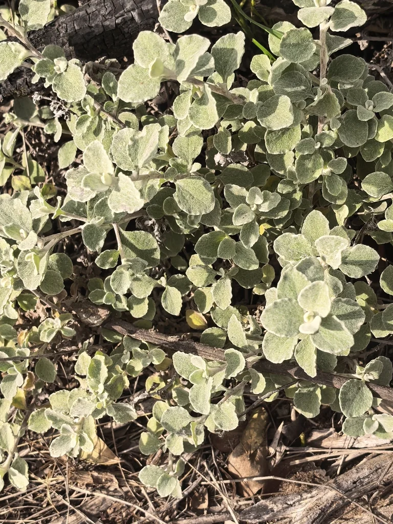 Helichrysum petiolare