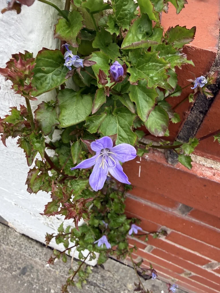 Campanula Poscharskyana
