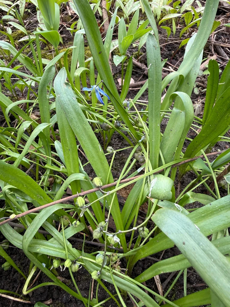 Scilla Siberica