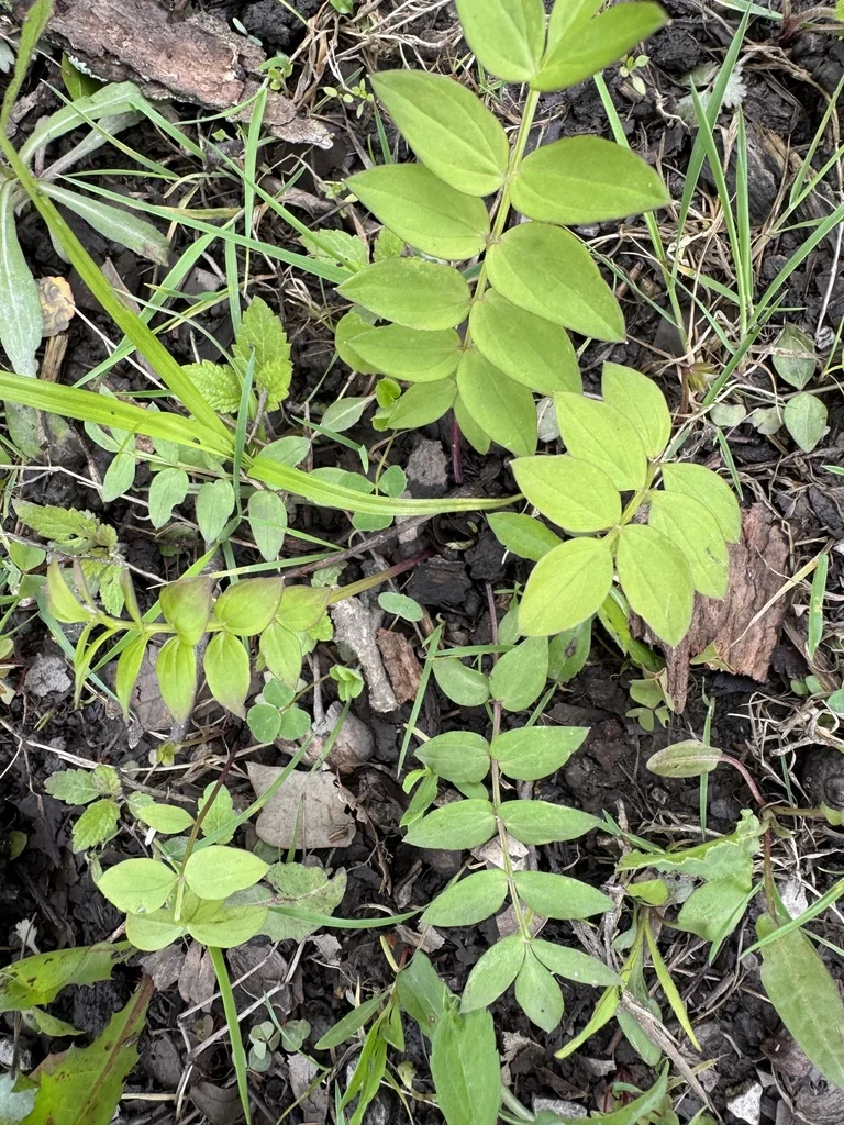 Polemonium Reptans