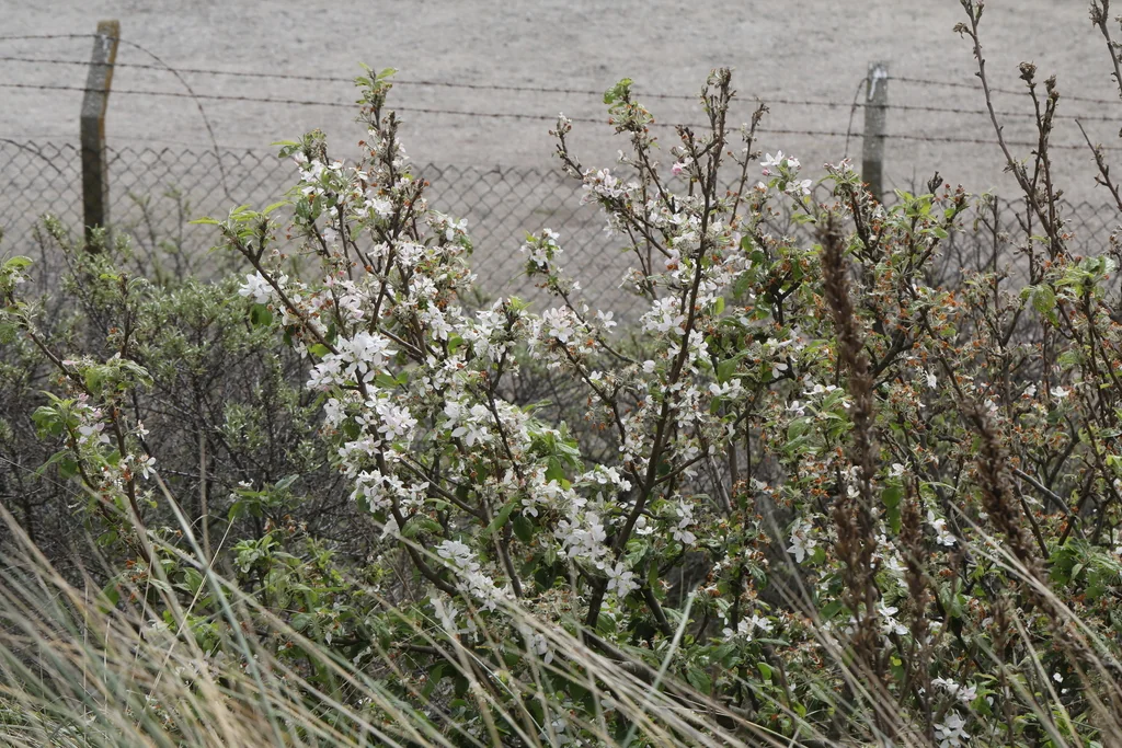 Malus Sylvestris