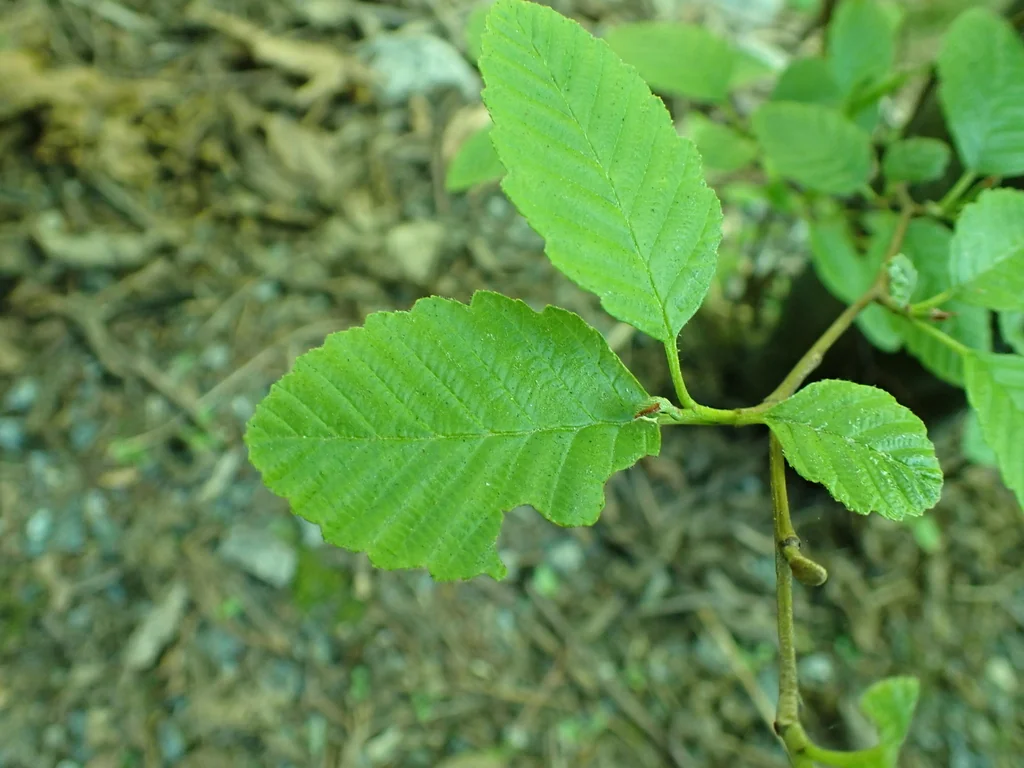 Alnus Rubra