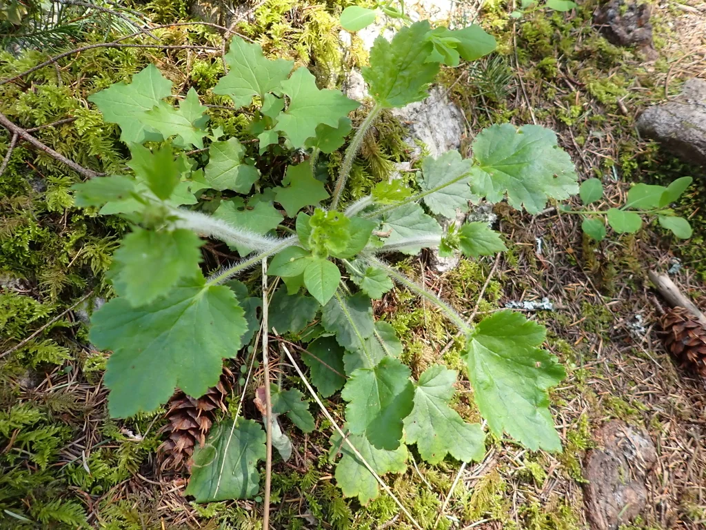 Heuchera Micrantha