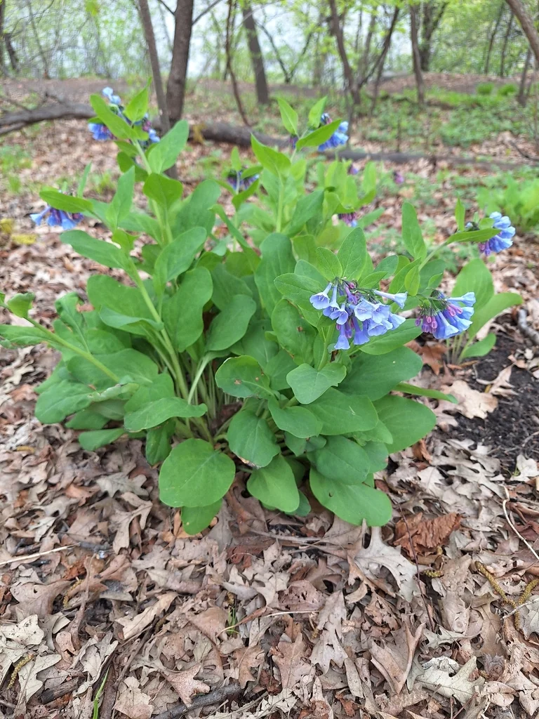 Mertensia Virginica
