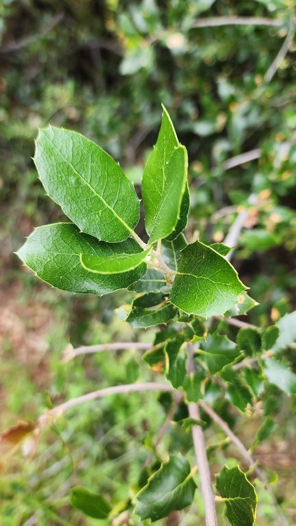 Quercus Wislizenii
