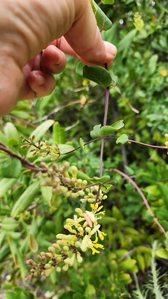 Lonicera Subspicata