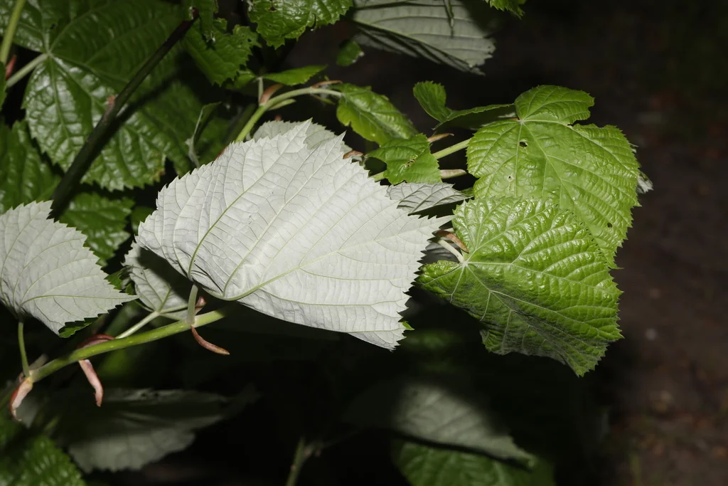 Tilia Tomentosa