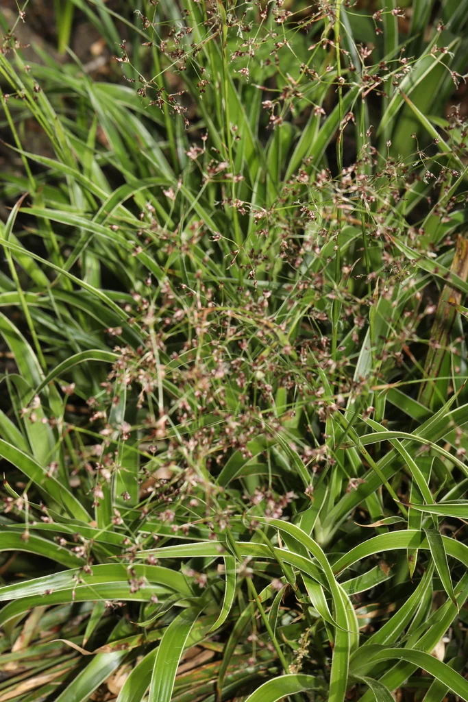 Luzula Sylvatica