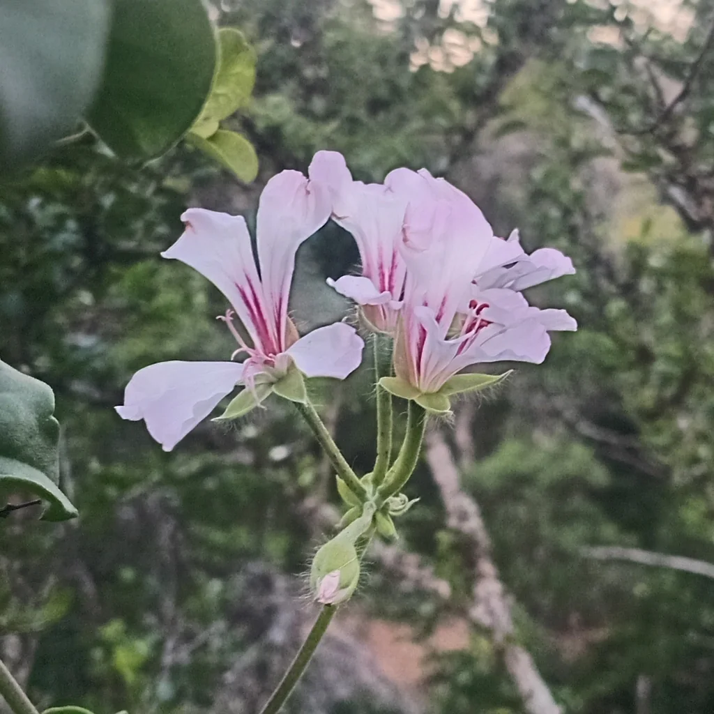 Pelargonium Peltatum