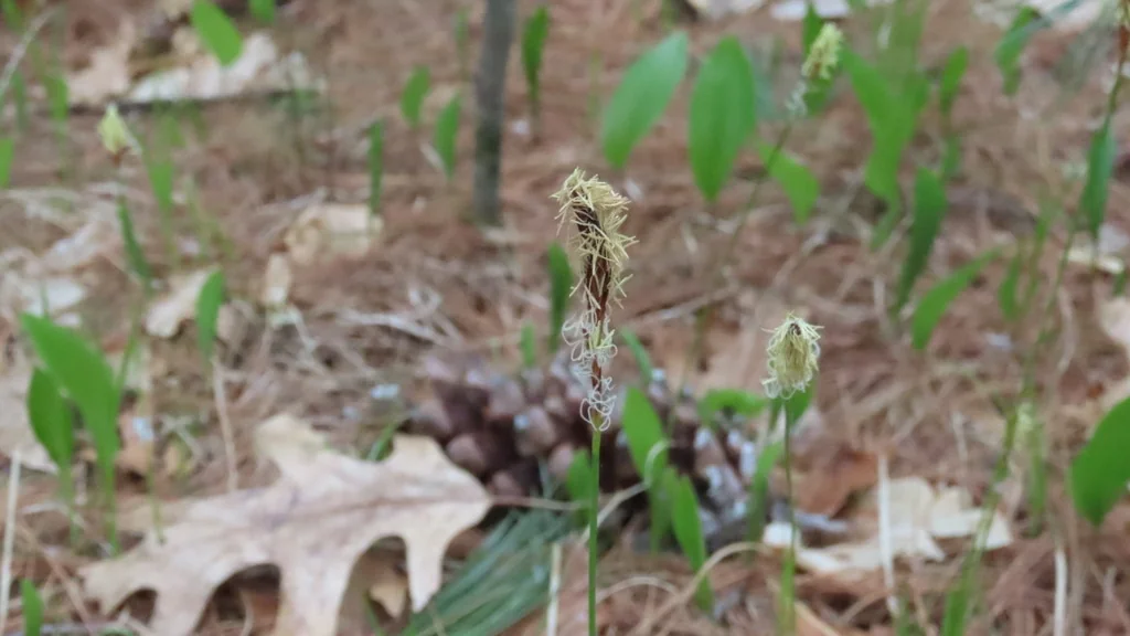 Carex Pensylvanica