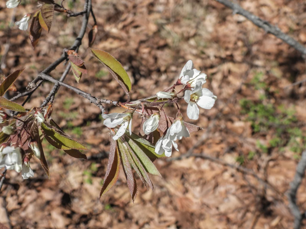 Amelanchier Arborea