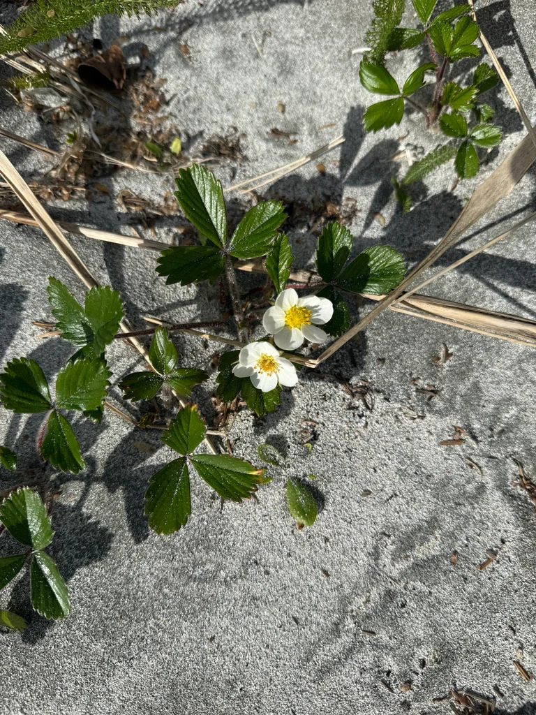 Fragaria chiloensis