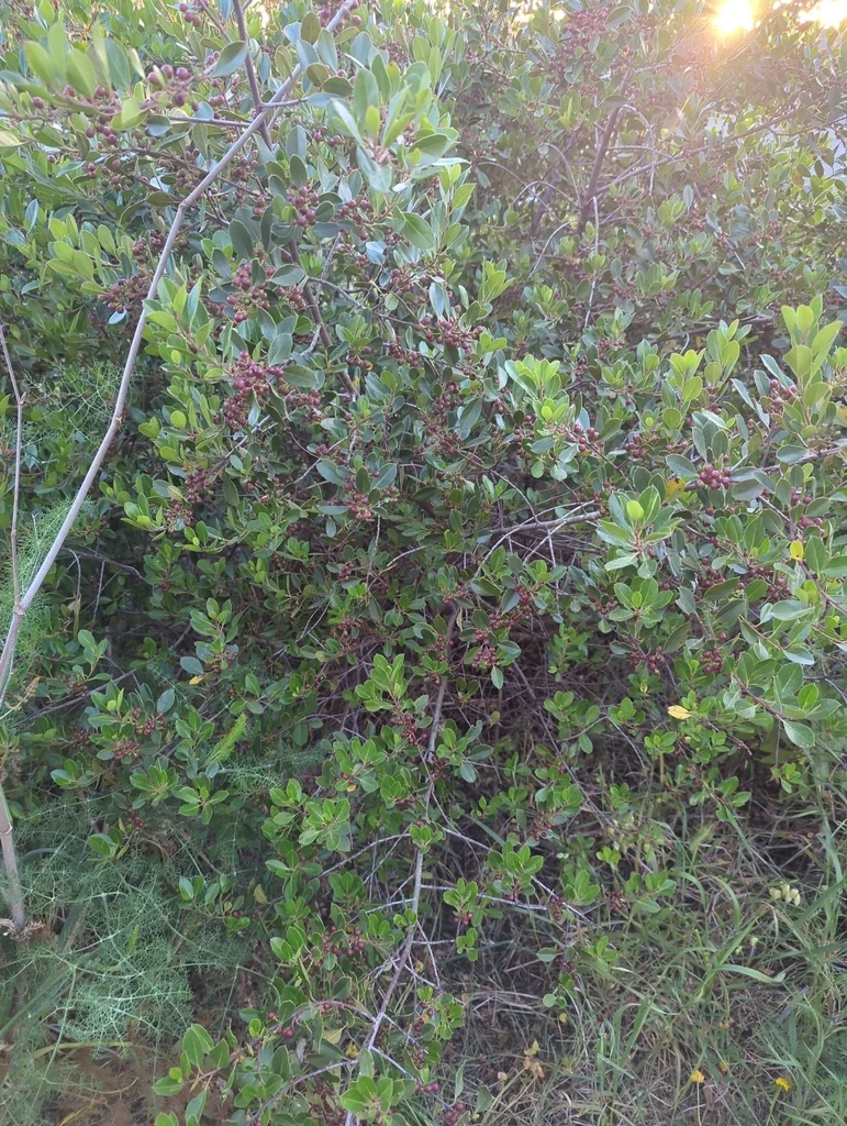 Rhamnus Alaternus