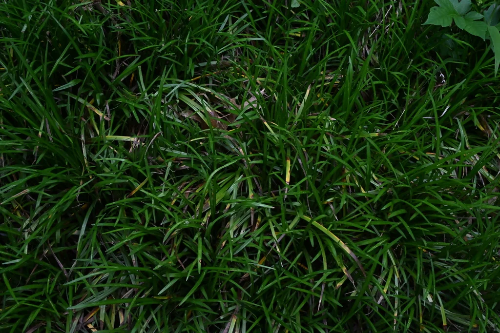Ophiopogon Japonicus
