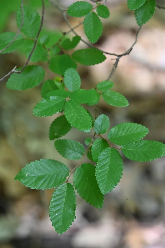 Ulmus Crassifolia