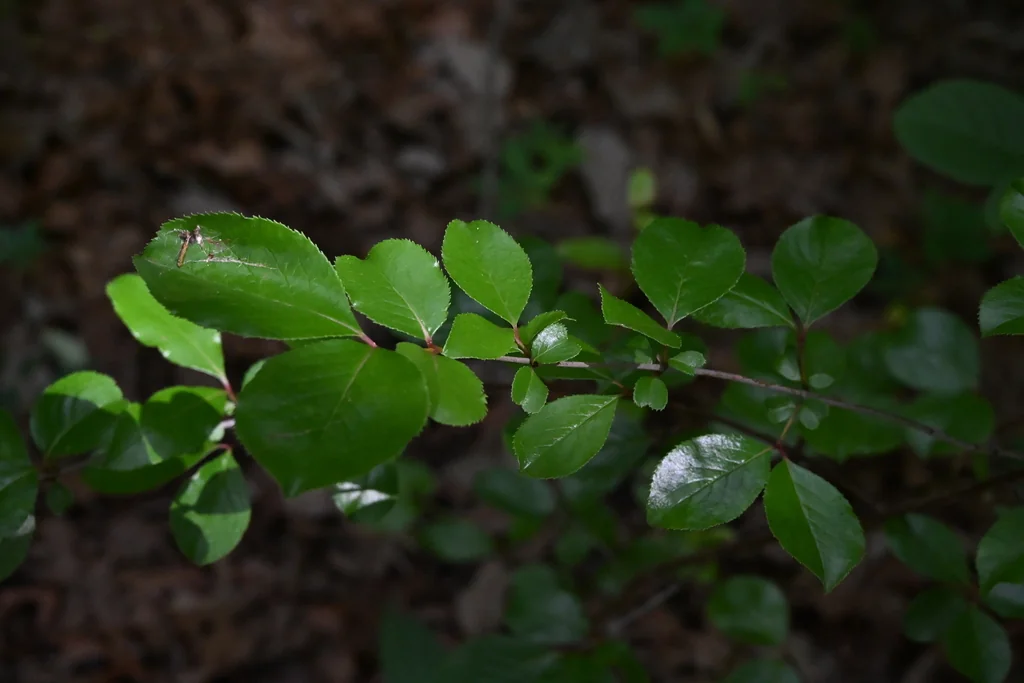 Viburnum rufidulum