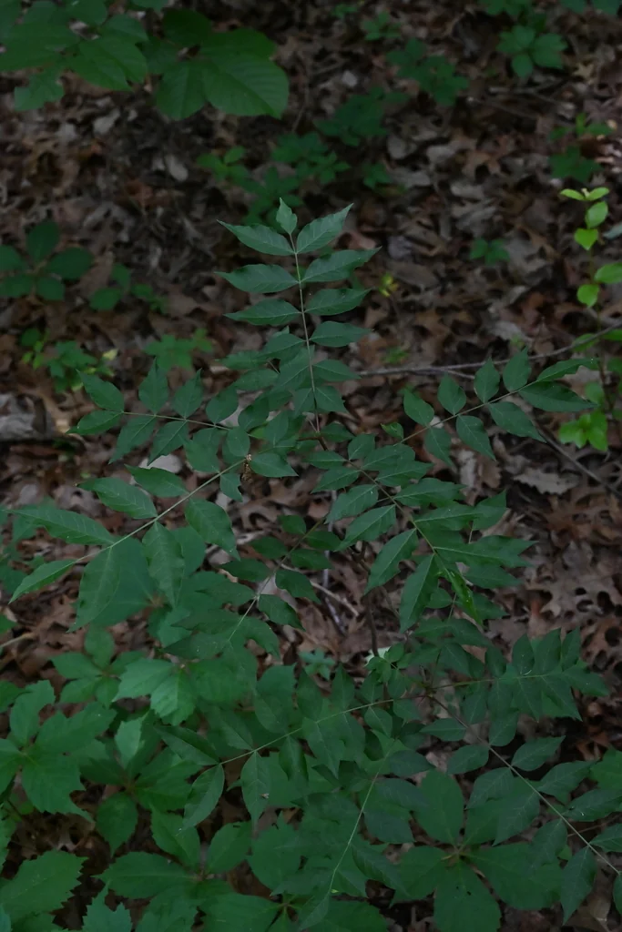 Pistacia Chinensis
