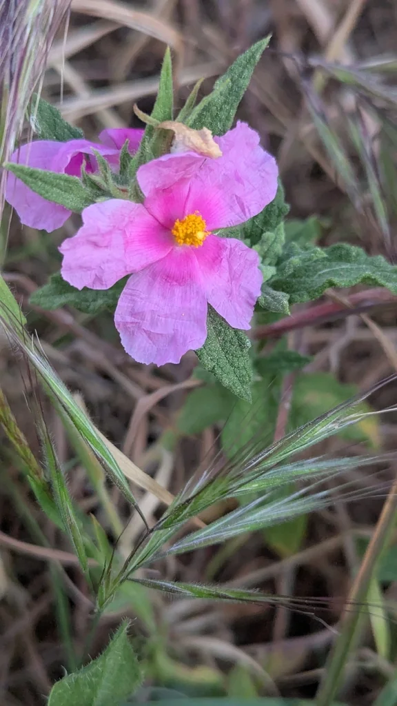Cistus Crispus