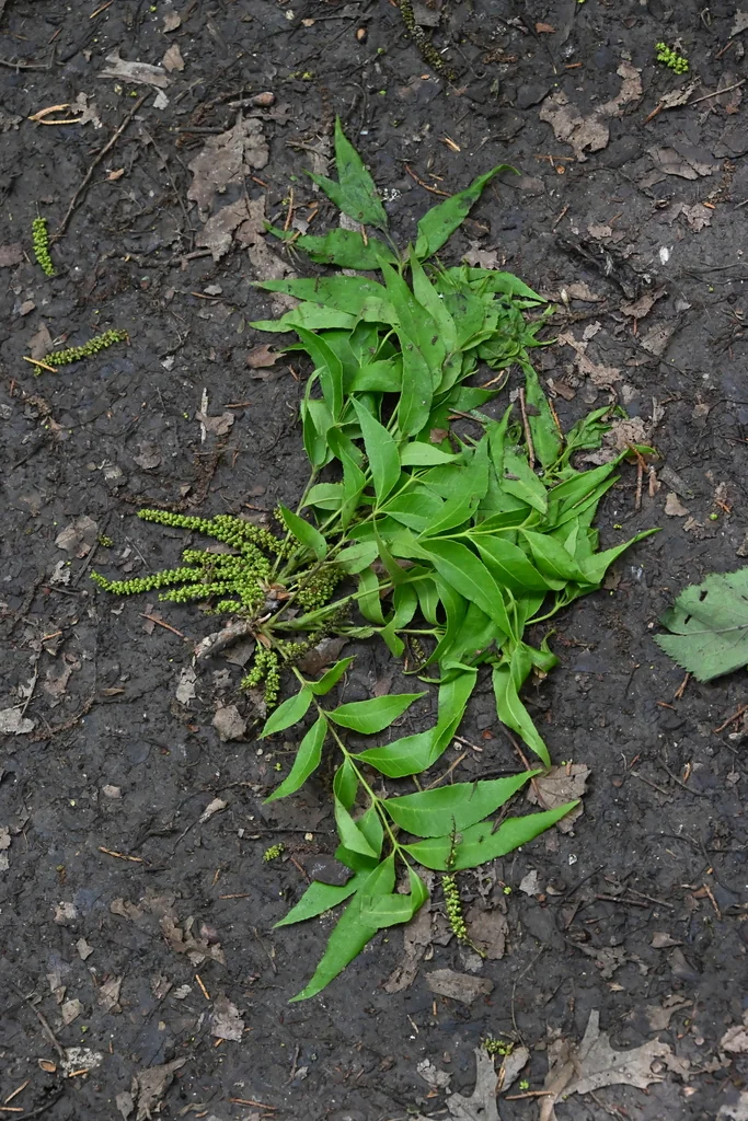 Carya illinoinensis