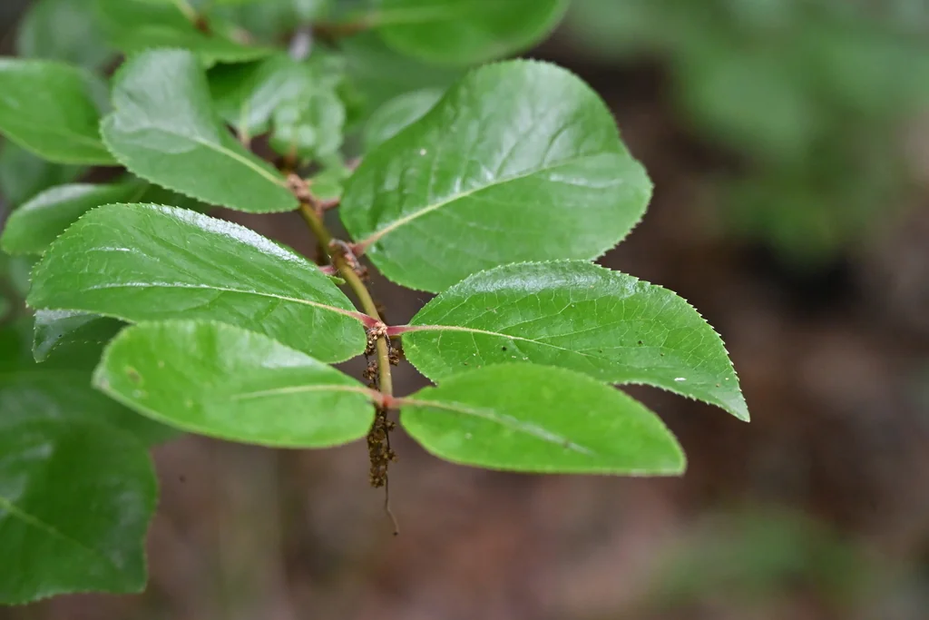 Viburnum rufidulum