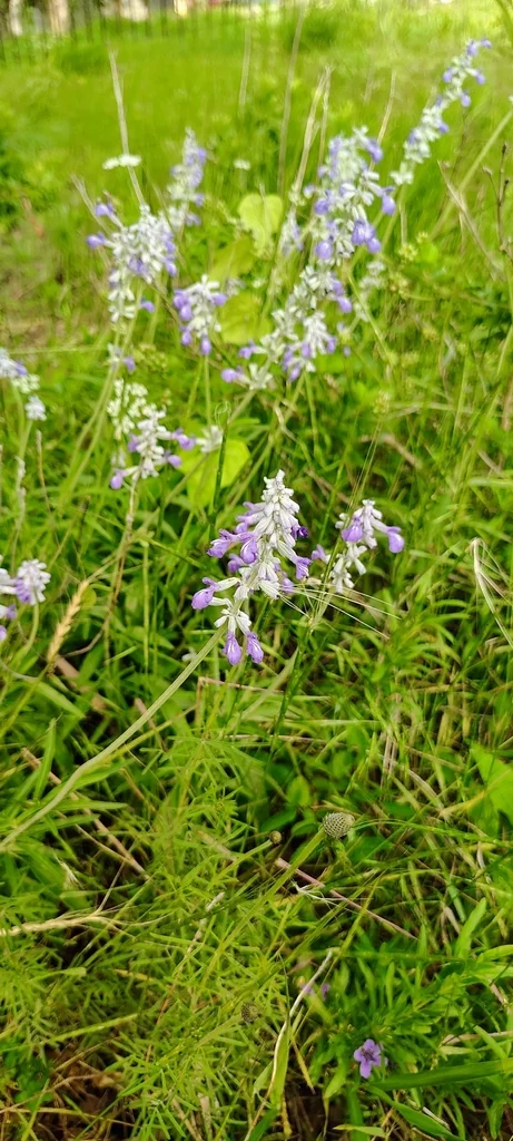 Salvia farinacea