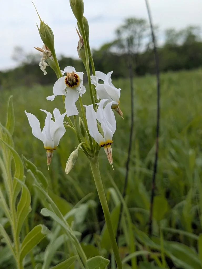 Dodecatheon Meadia