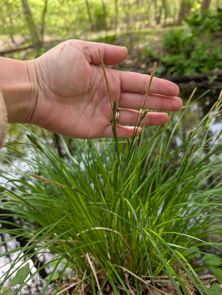 Carex Stricta