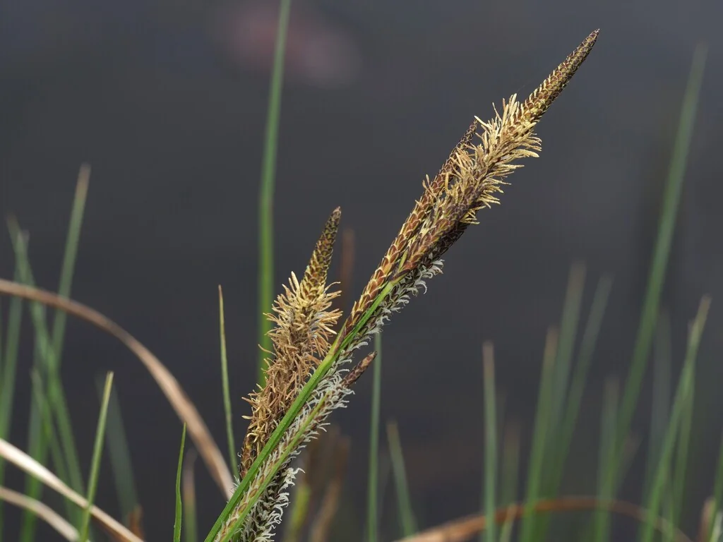 Carex Stricta