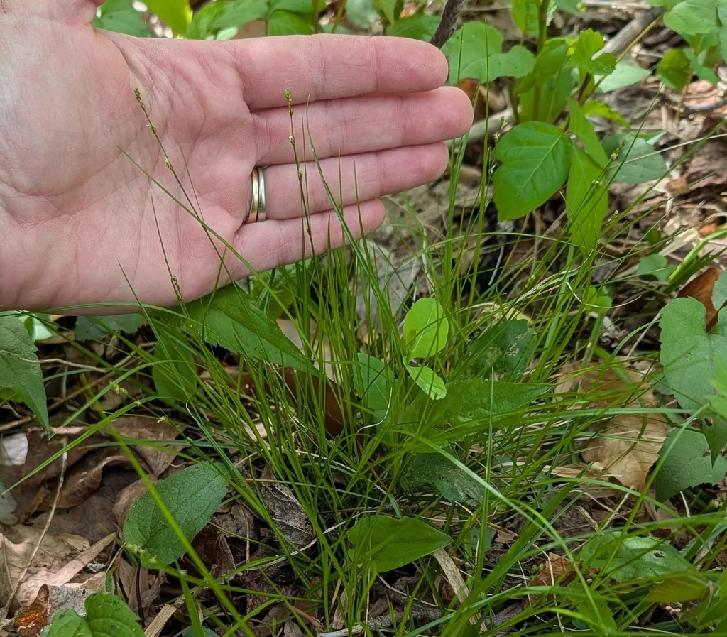 Carex Rosea