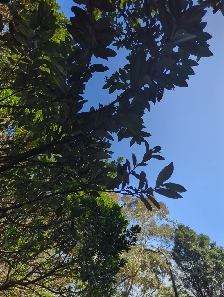 Metrosideros Excelsa