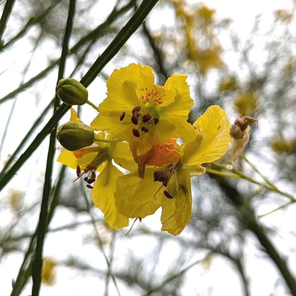 Parkinsonia Aculeata