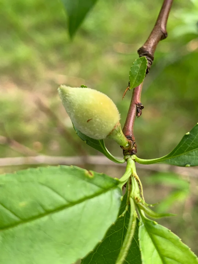 Prunus Persica