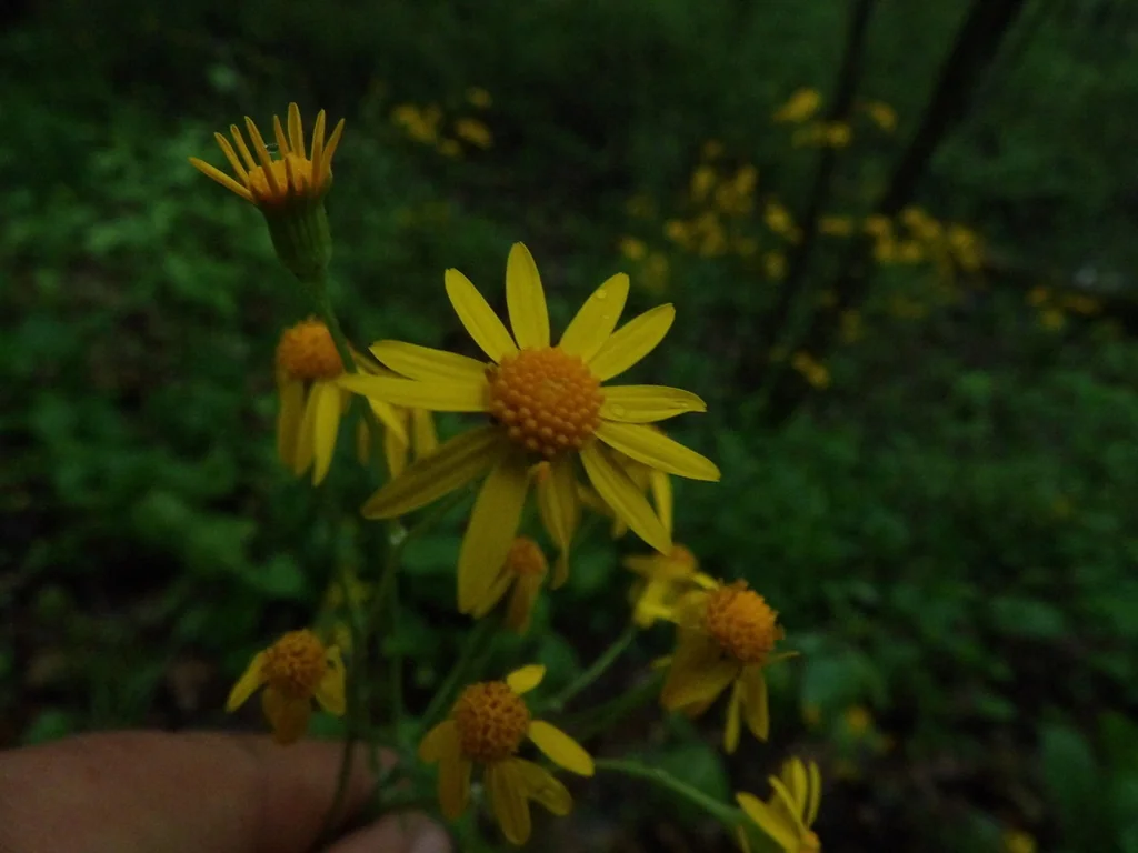 Senecio Aureus