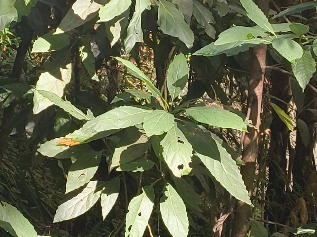 Persea Americana