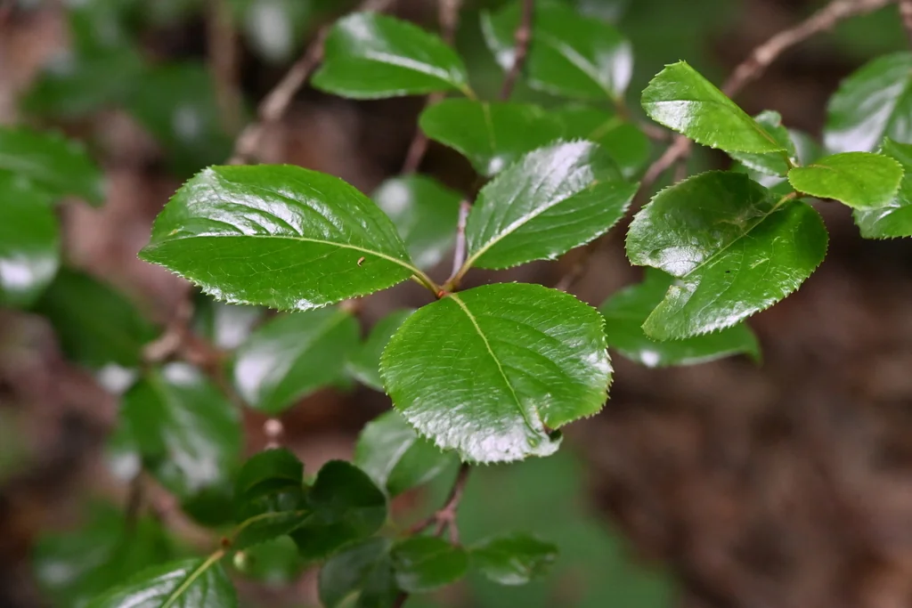 Viburnum rufidulum